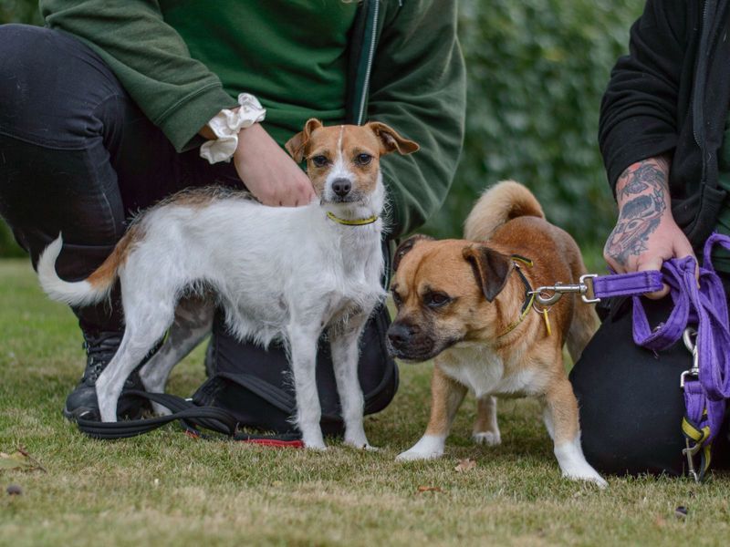 Pug for adoption in Kenilworth, Warks – 3 years old - Image 4 of 5