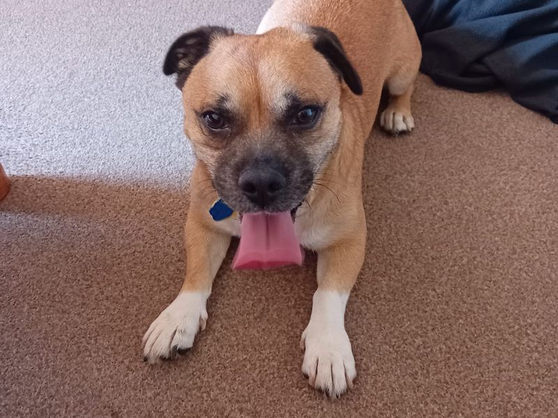 Pug for adoption in Kenilworth, Warks – 3 years old - Image 2 of 5