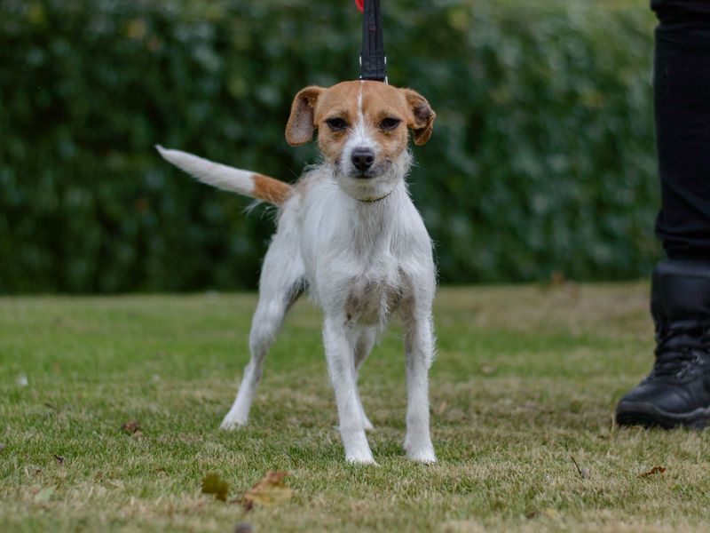 Jack Russell for adoption in Kenilworth, Warks – 3 years old - Image 4 of 6