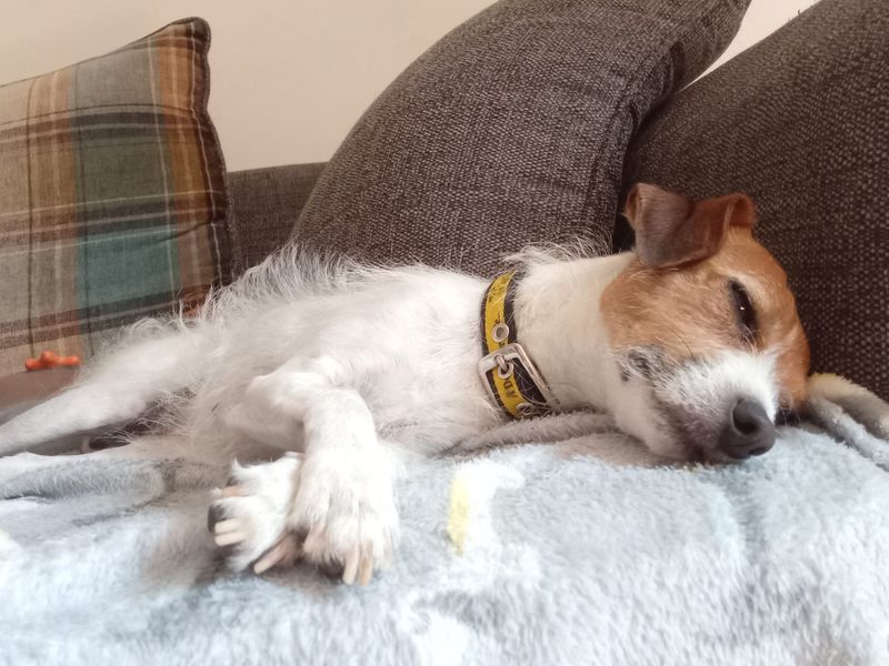 Jack Russell for adoption in Kenilworth, Warks – 3 years old - Image 2 of 6
