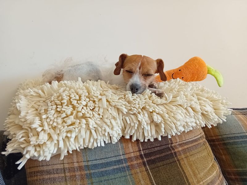 Jack Russell for adoption in Kenilworth, Warks – 3 years old - Image 3 of 6