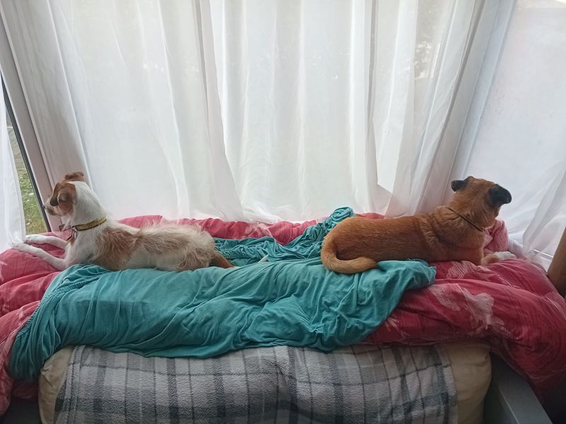 Jack Russell for adoption in Kenilworth, Warks – 3 years old