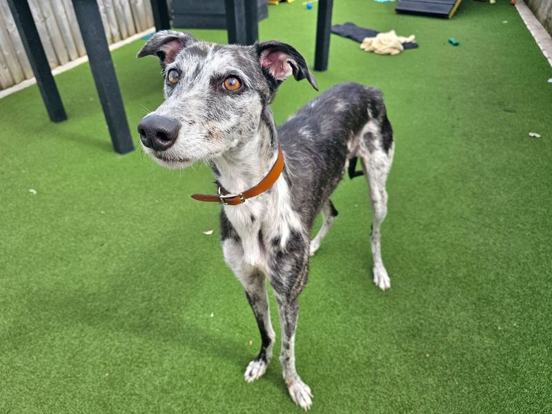 Lurcher collie cross sales rescue