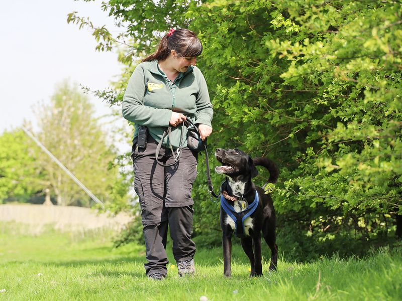 Siberian Husky for adoption in Leeds, West Yorkshire – 3 years old - Image 6 of 7
