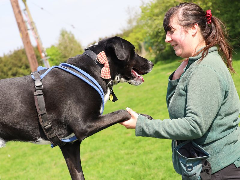 Siberian Husky for adoption in Leeds, West Yorkshire – 3 years old - Image 7 of 7