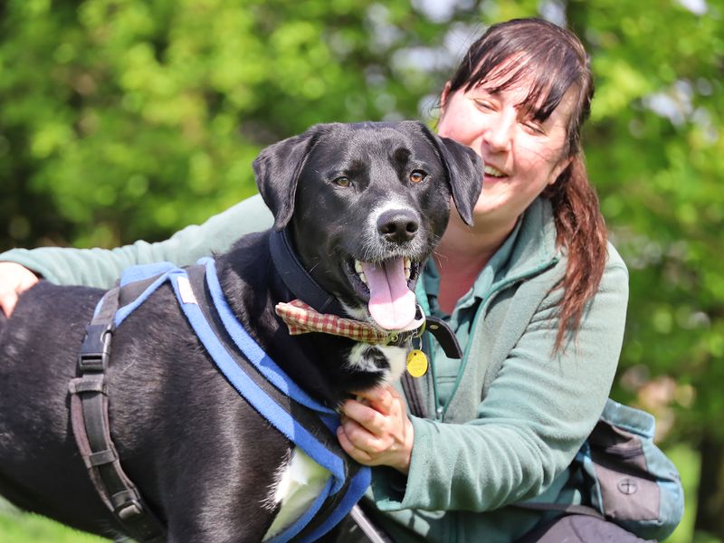 Siberian Husky for adoption in Leeds, West Yorkshire – 3 years old - Image 4 of 7