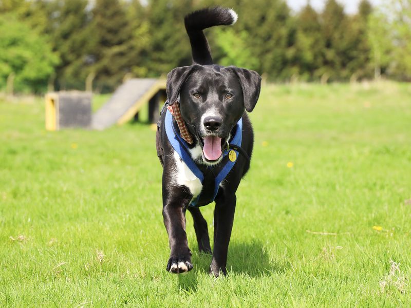 Siberian Husky for adoption in Leeds, West Yorkshire – 3 years old - Image 1 of 7