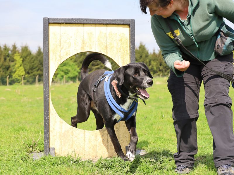 Siberian Husky for adoption in Leeds, West Yorkshire – 3 years old - Image 2 of 7