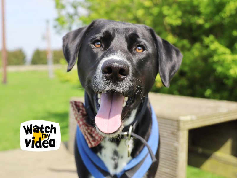 Siberian Husky for adoption in Leeds, West Yorkshire – 3 years old - Image 5 of 7