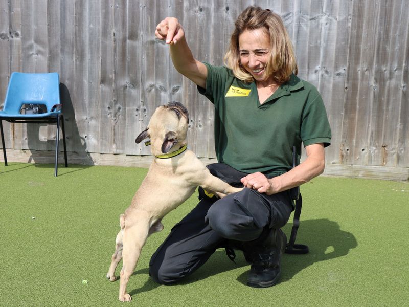 French Bulldog for adoption in Evesham, Worcestershire – 7 years old - Image 2 of 4