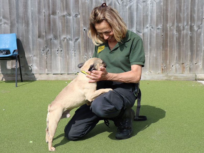 French Bulldog for adoption in Evesham, Worcestershire – 7 years old - Image 3 of 4