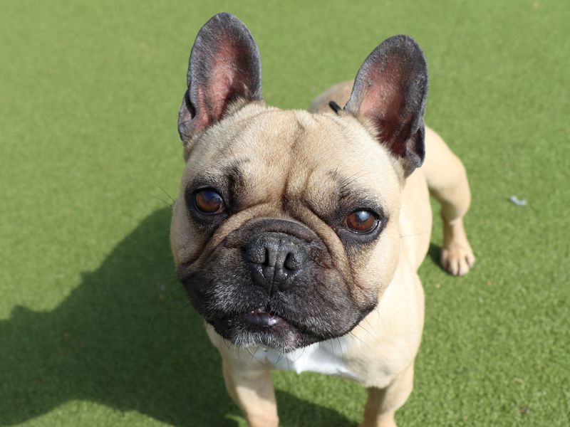 French Bulldog for adoption in Evesham, Worcestershire – 7 years old - Image 4 of 4