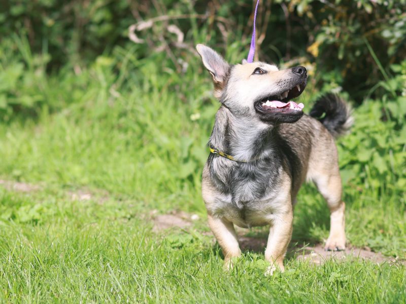 Eddie for sale in Newbury | Image 3