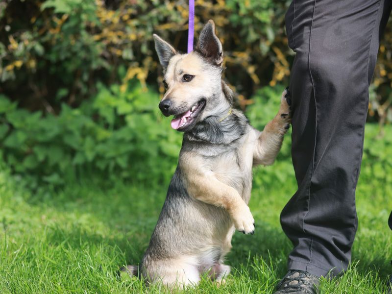 Eddie for sale in Newbury | Image 2