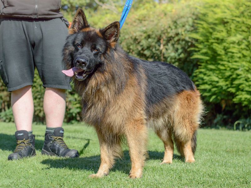 Female long coat german shepherd on sale