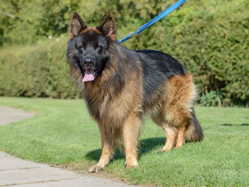 German Shepherd puppies for sale in Kenilworth – 5 years old