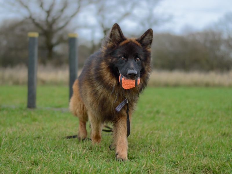 German Shepherd for adoption in Kenilworth, Warwickshire – 6 years old - Image 2 of 10