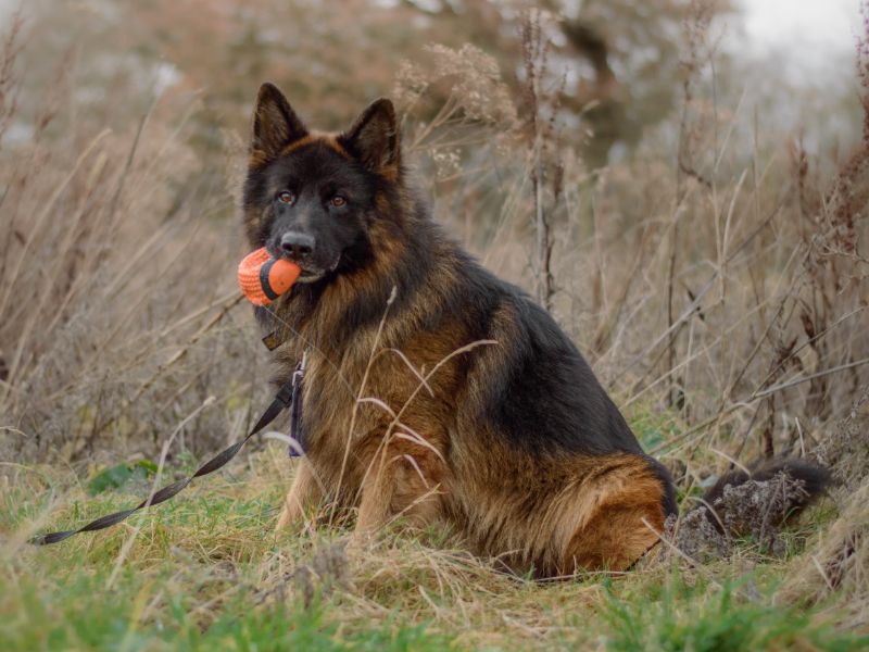 German Shepherd for adoption in Kenilworth, Warwickshire – 6 years old - Image 1 of 10