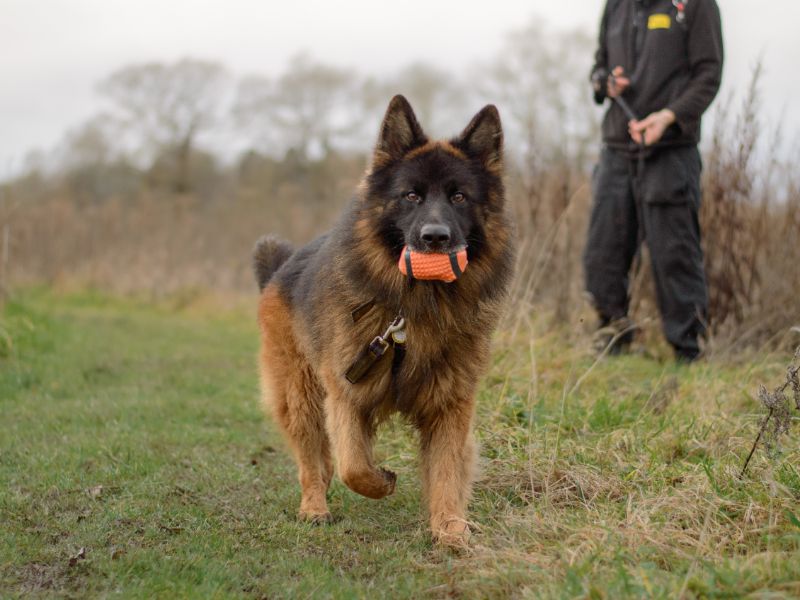 German Shepherd for adoption in Kenilworth, Warwickshire – 6 years old - Image 5 of 10