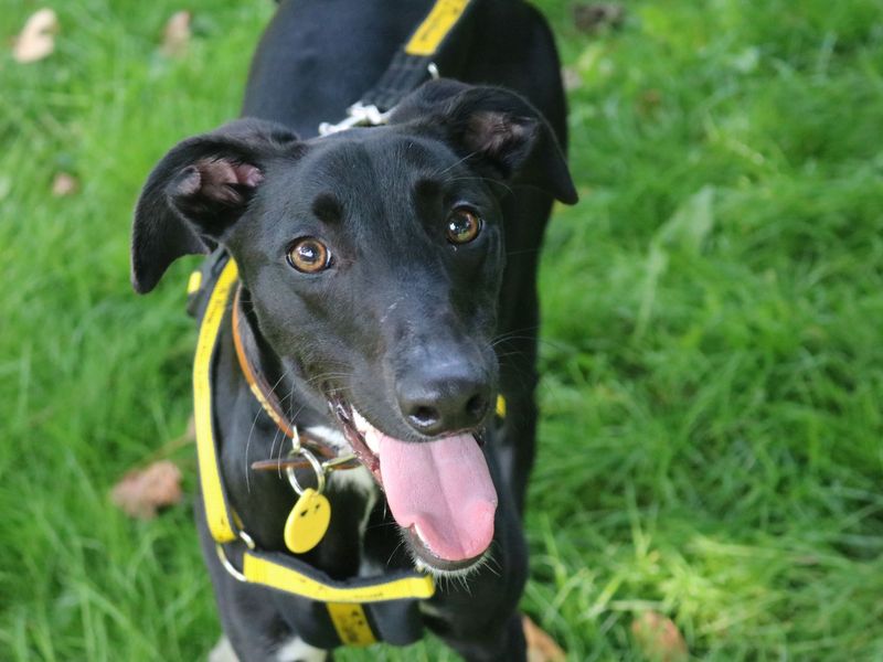 Ziggy | Whippet Cross | Glasgow - 1