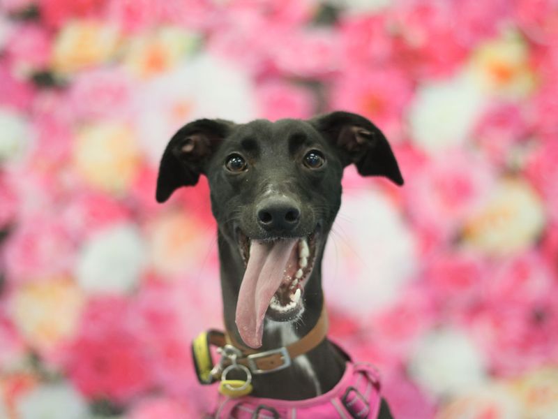 Whippet online dogs trust