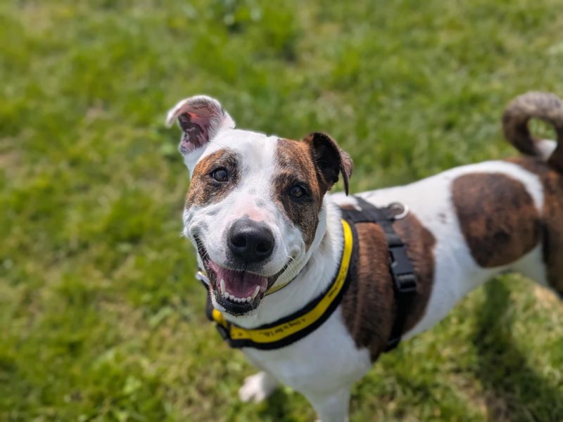 Patch | Crossbreed | Bridgend (Wales) - 1