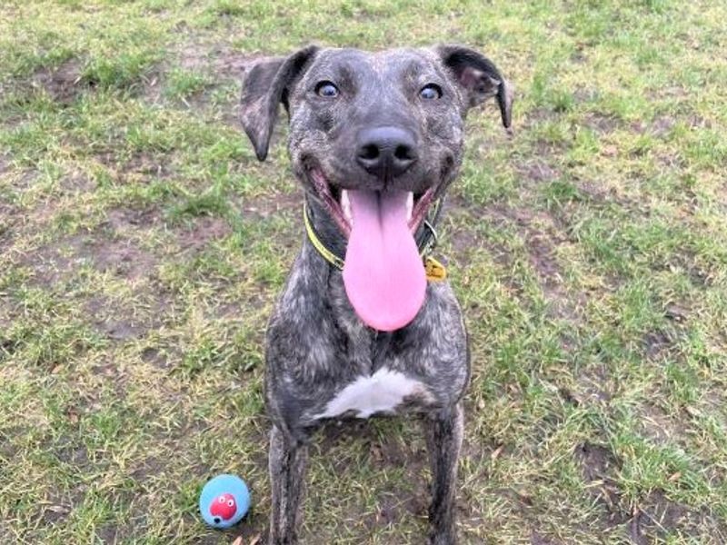 Roxy | Lurcher Cross | West Calder (Edinburgh) - 1