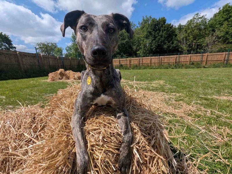 Roxy | Lurcher Cross | West Calder (Edinburgh) - 1