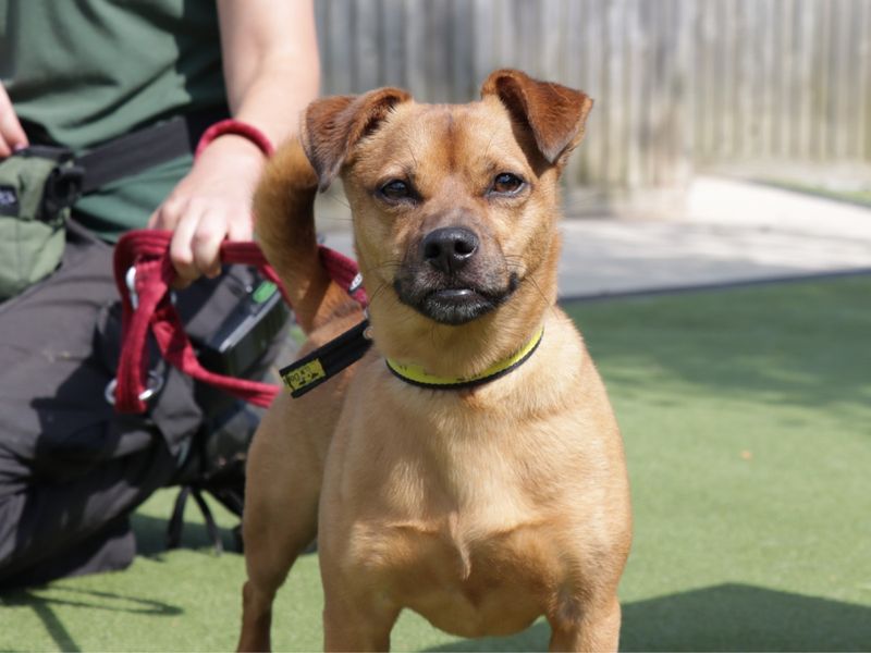 Jack Russell for adoption in Evesham, Worcestershire – 4 years old - Image 1 of 10