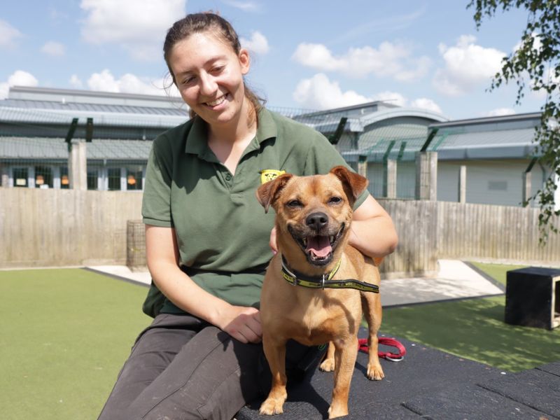 Jack Russell for adoption in Evesham, Worcestershire – 4 years old - Image 3 of 10