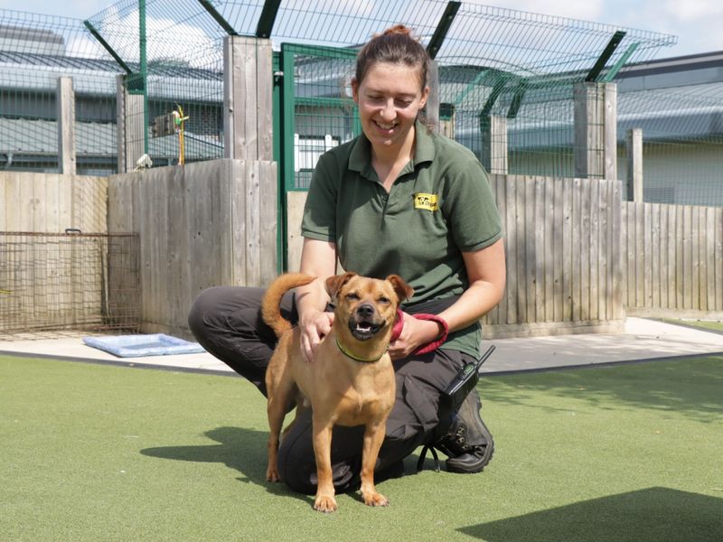 Jack Russell for adoption in Evesham, Worcestershire – 4 years old - Image 10 of 10