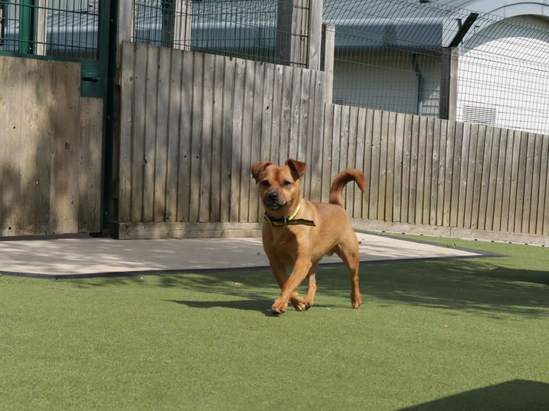 Jack Russell for adoption in Evesham, Worcestershire – 4 years old - Image 8 of 10