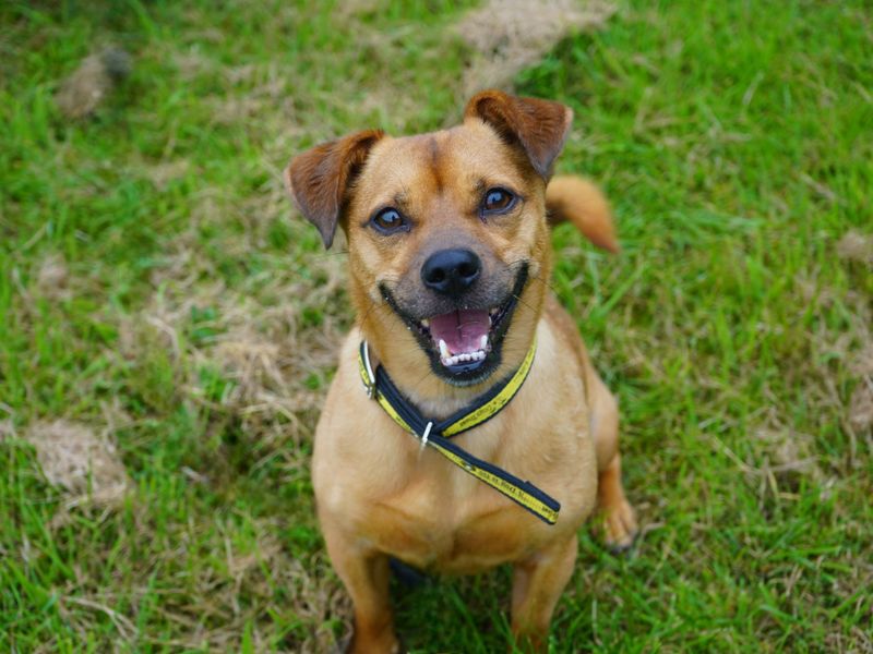 Jack Russell for adoption in Evesham, Worcestershire – 4 years old - Image 4 of 10