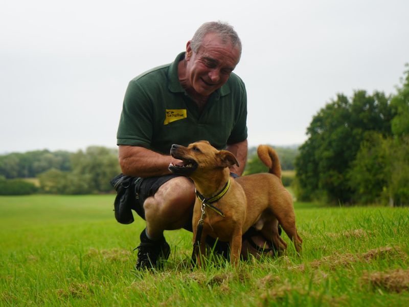 Jack Russell for adoption in Evesham, Worcestershire – 4 years old - Image 7 of 10