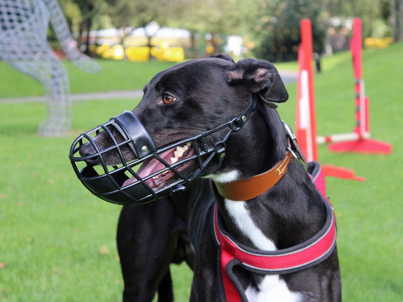 Greyhound for adoption in Liverpool, Merseyside – 6 years old - Image 4 of 4
