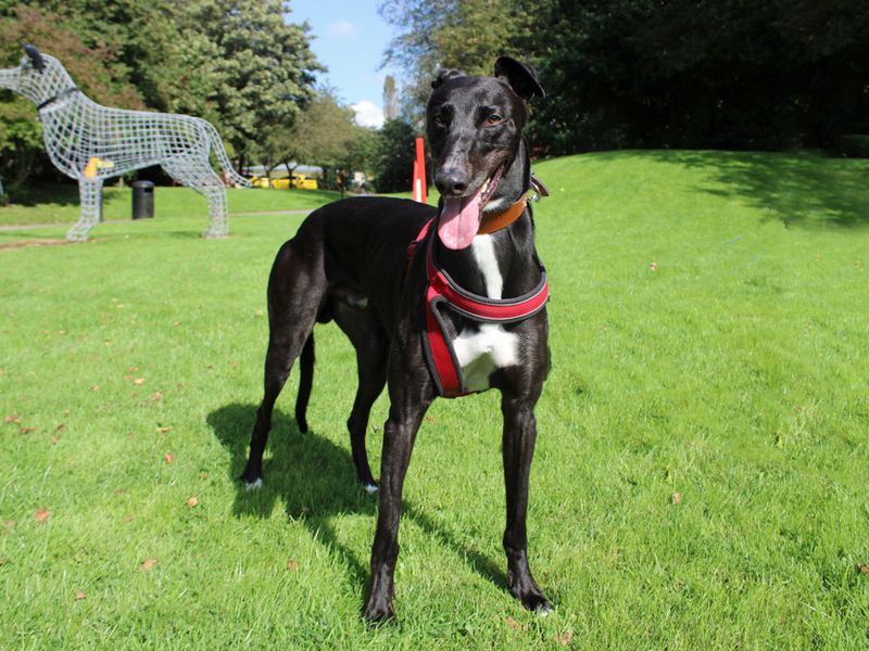 Greyhound for adoption in Liverpool, Merseyside – 6 years old - Image 3 of 4
