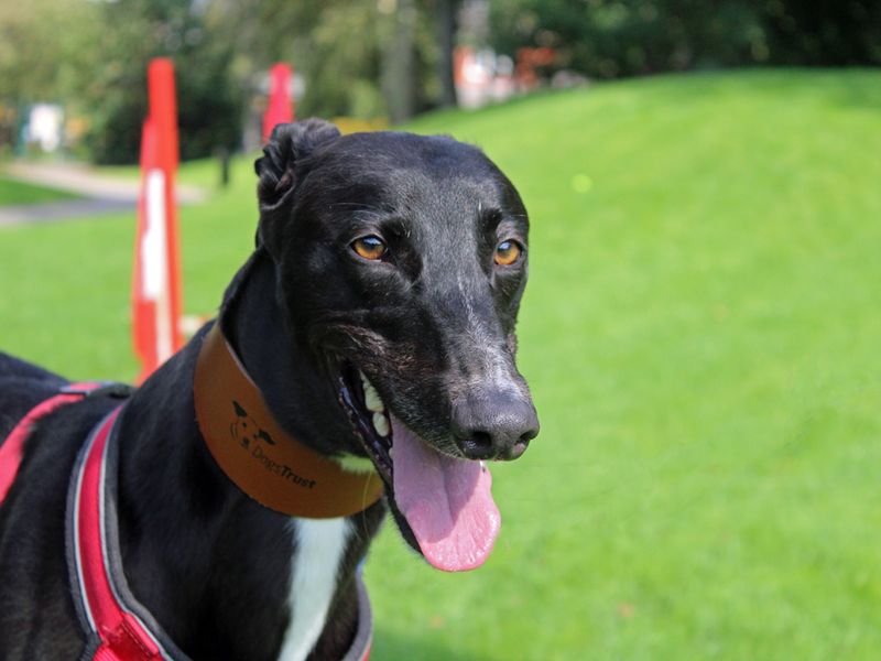 Greyhound for adoption in Liverpool, Merseyside – 6 years old - Image 2 of 4