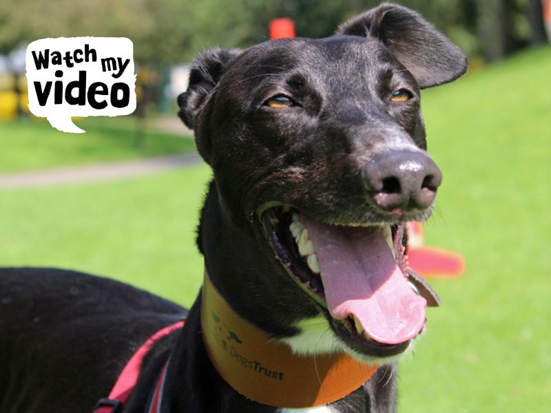 Greyhound for adoption in Liverpool, Merseyside – 6 years old - Image 1 of 4