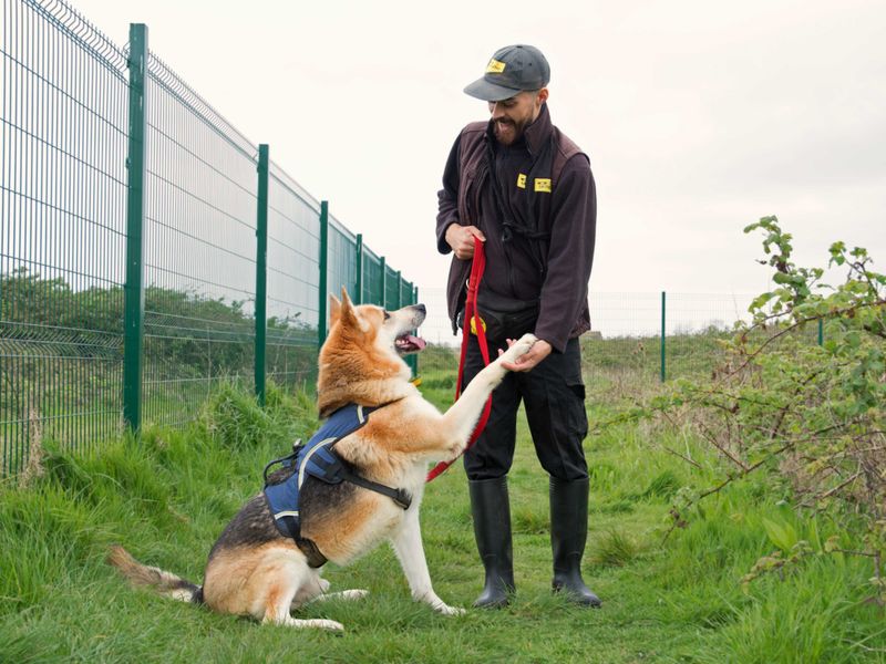 German Shepherd for adoption in Shoreham by Sea, West Sussex – 5 years old - Image 5 of 7