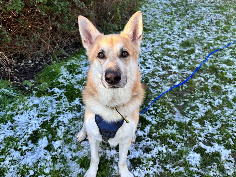 German Shepherd for adoption in Shoreham by Sea, West Sussex – 5 years old - Image 3 of 7