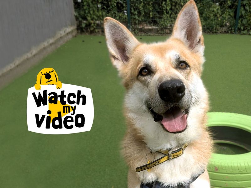 German Shepherd for adoption in Shoreham by Sea, West Sussex – 5 years old - Image 2 of 7