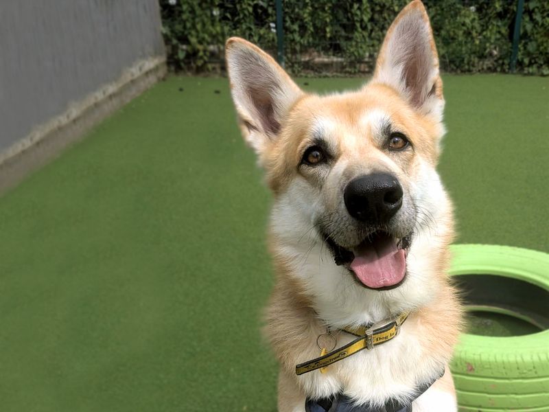 German Shepherd for adoption in Shoreham by Sea, West Sussex – 5 years old - Image 7 of 7