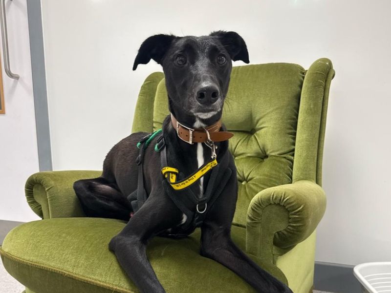 Billie Noodles | Lurcher Cross | Ballymena (Northern Ireland) - 3