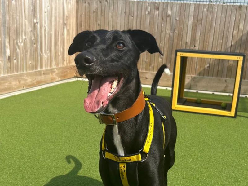 Billie Noodles | Lurcher Cross | Ballymena (Northern Ireland) - 5