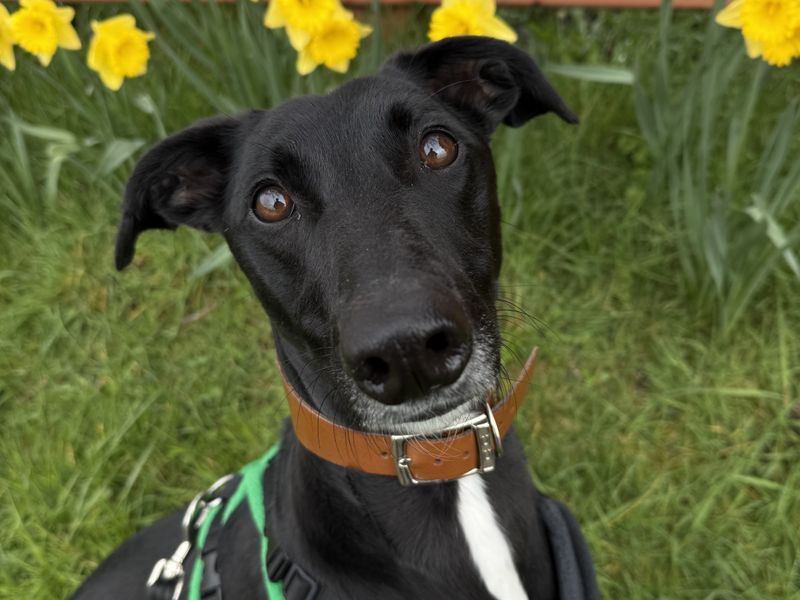 Billie Noodles | Lurcher Cross | Ballymena (Northern Ireland) - 2
