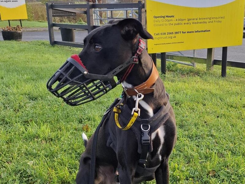Billie Noodles | Lurcher Cross | Ballymena (Northern Ireland) - 4