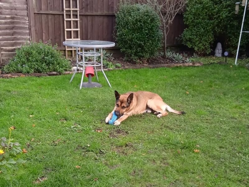 German Shepherd for adoption in Snetterton, Norfolk – 4 years old - Image 7 of 9