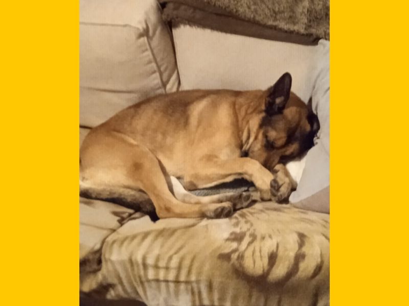 German Shepherd for adoption in Snetterton, Norfolk – 4 years old - Image 4 of 9