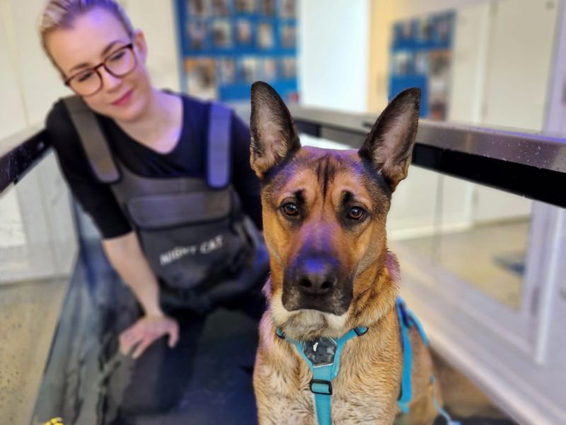 Adopt a German Shepherd Dog Cross Rescue Dog Max Dogs Trust