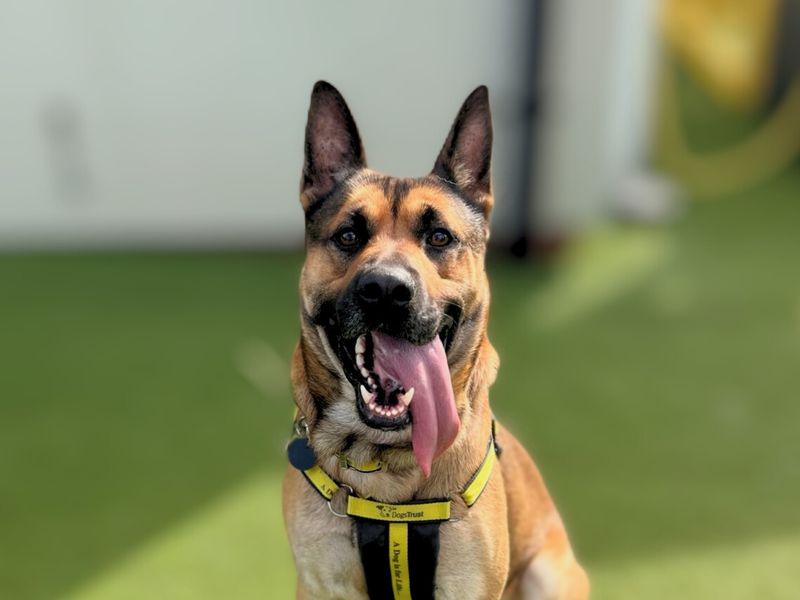 German Shepherd for adoption in Snetterton, Norfolk – 4 years old - Image 8 of 9